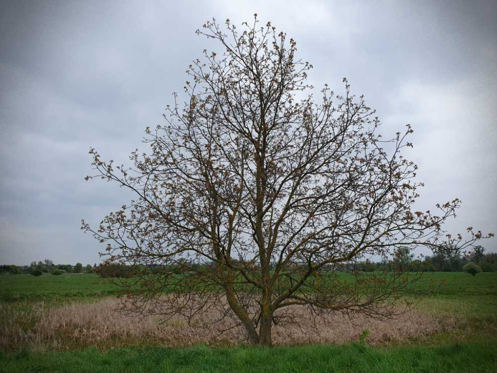 Gdzieś w Hrubieszowie... Łąki nad Huczwą [ZDJĘCIA]