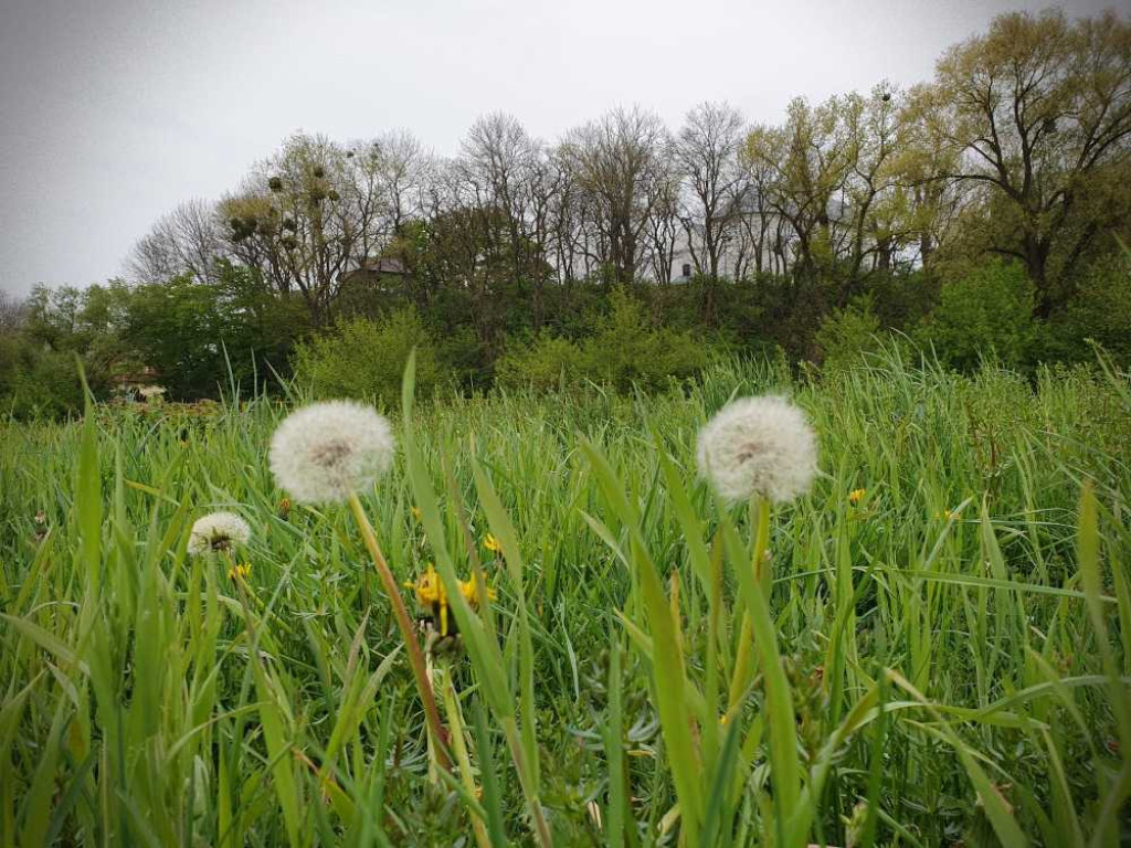 Gdzieś w Hrubieszowie... Łąki nad Huczwą [ZDJĘCIA]