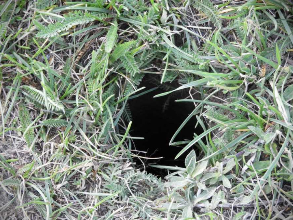 Bezkrwawe łowy w Hrubieszowie - suseł perełkowany [ZDJĘCIA]