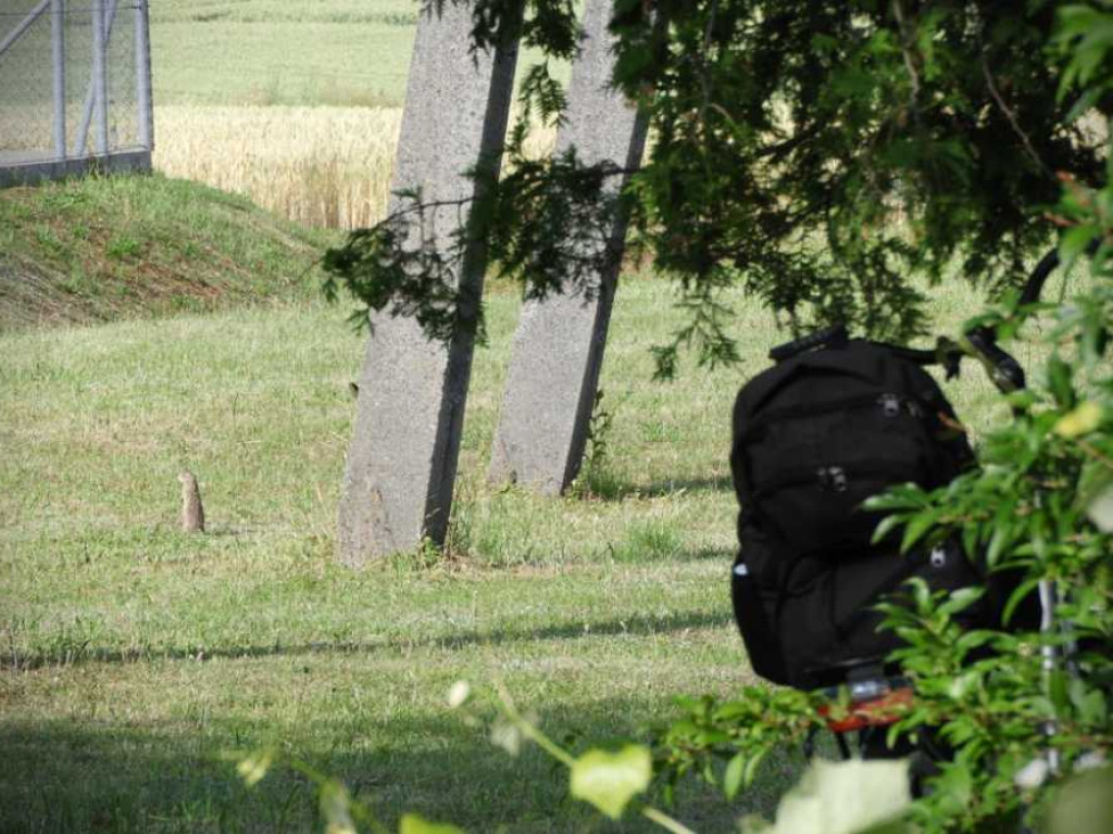 Bezkrwawe łowy w Hrubieszowie - suseł perełkowany [ZDJĘCIA]