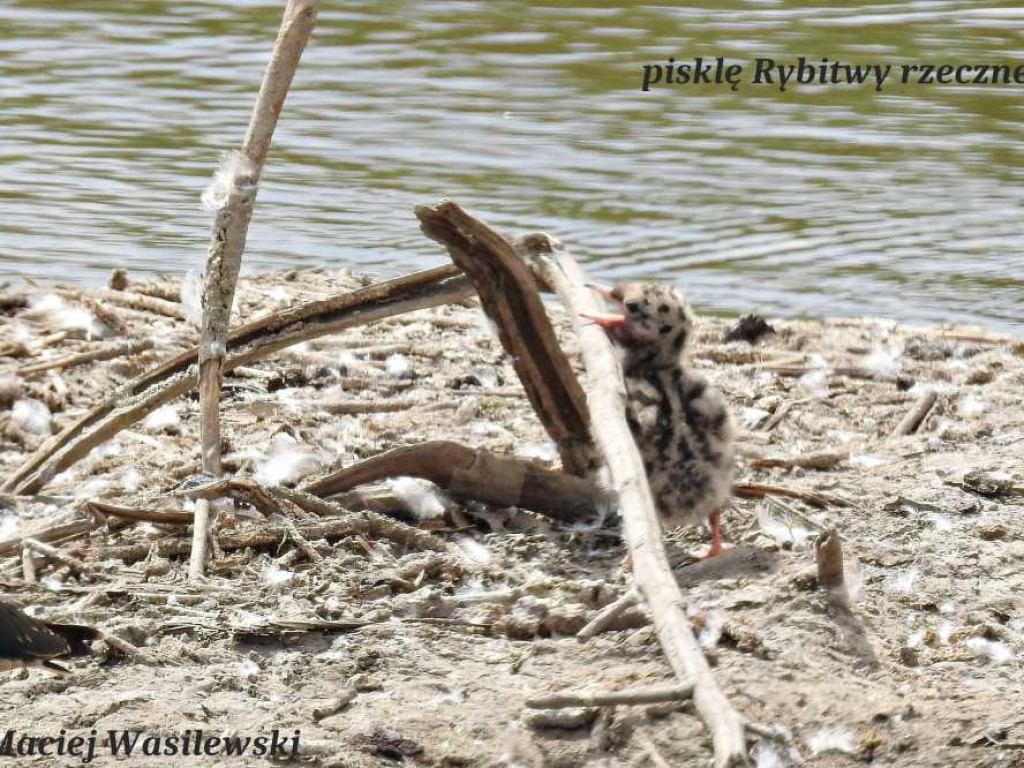 Flora i fauna za Cukrownią Werbkowice [ZDJĘCIA]