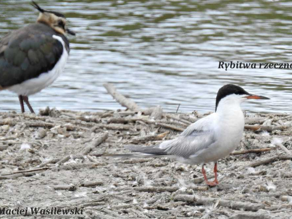 Flora i fauna za Cukrownią Werbkowice [ZDJĘCIA]