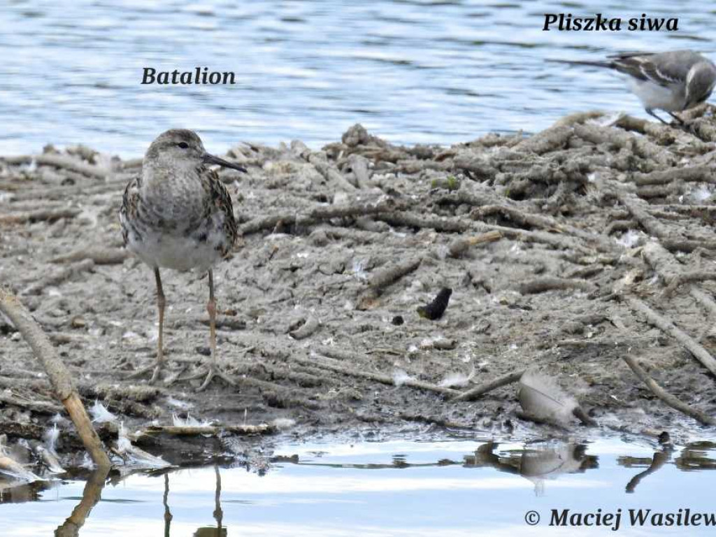 Flora i fauna za Cukrownią Werbkowice [ZDJĘCIA]