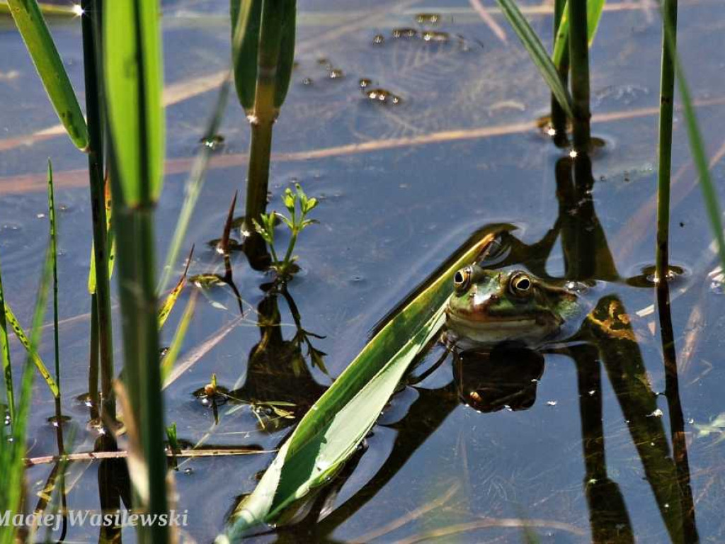 Flora i fauna za Cukrownią Werbkowice [ZDJĘCIA]