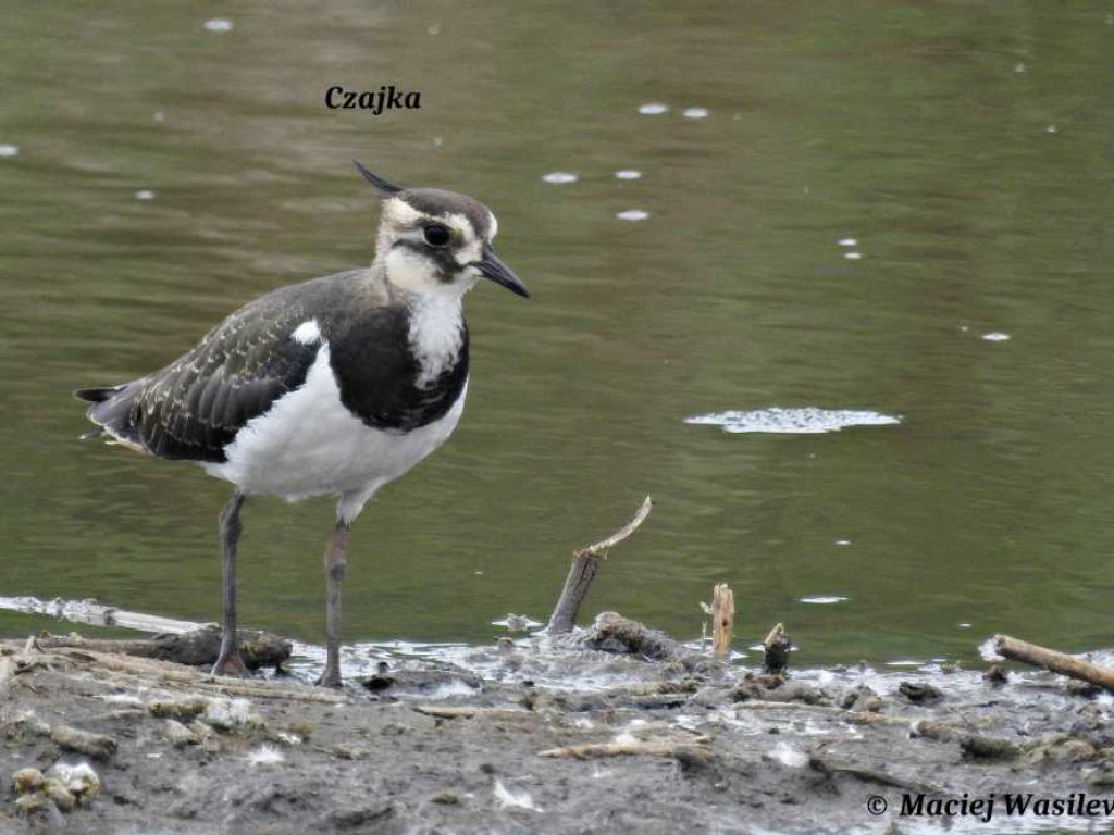 Flora i fauna za Cukrownią Werbkowice [ZDJĘCIA]