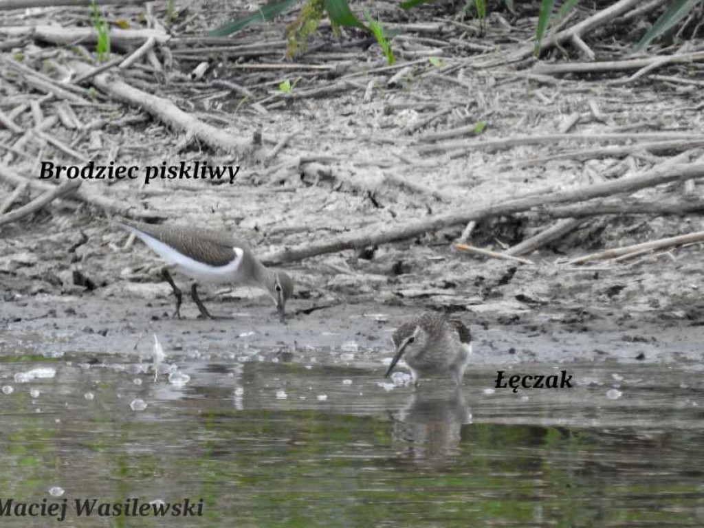 Flora i fauna za Cukrownią Werbkowice [ZDJĘCIA]