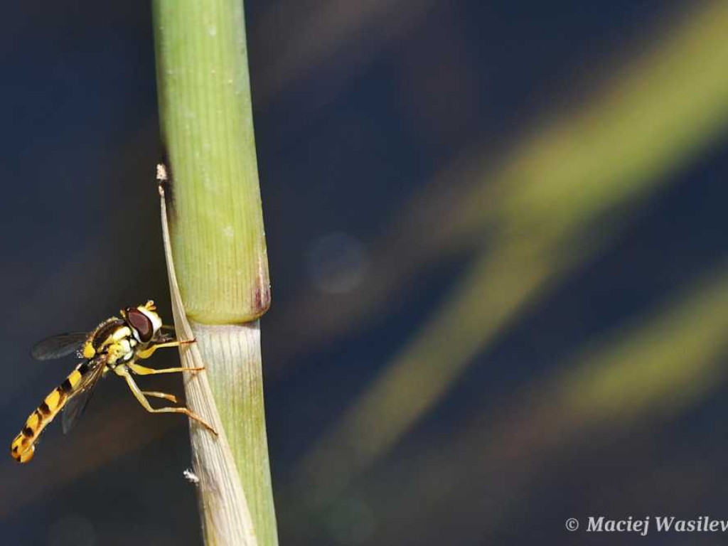 Flora i fauna za Cukrownią Werbkowice [ZDJĘCIA]