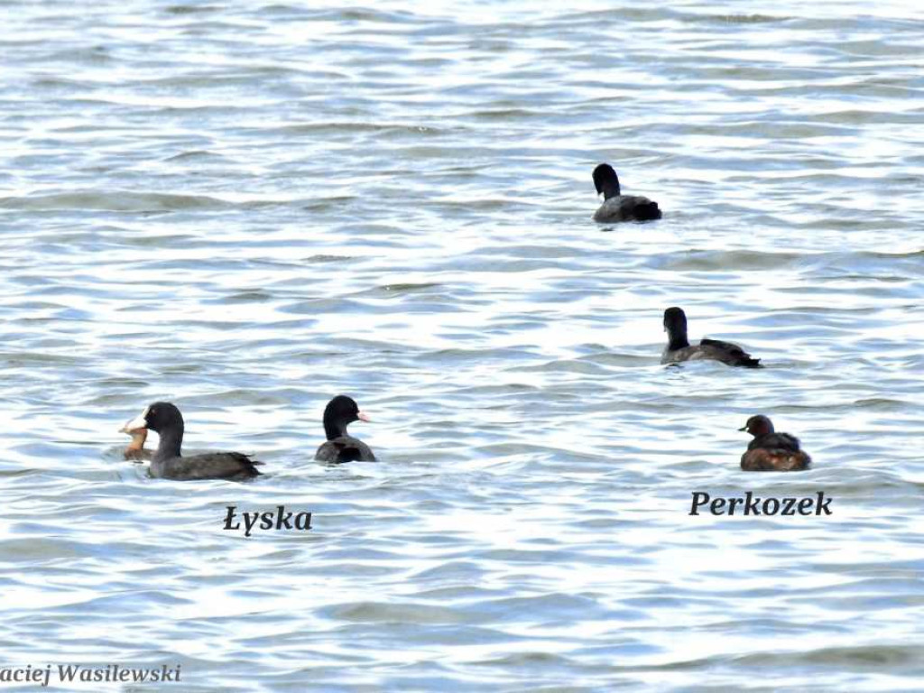 Flora i fauna za Cukrownią Werbkowice [ZDJĘCIA]