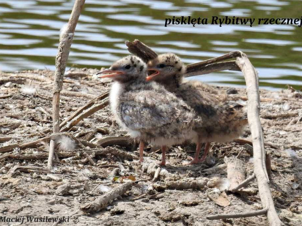 Flora i fauna za Cukrownią Werbkowice [ZDJĘCIA]