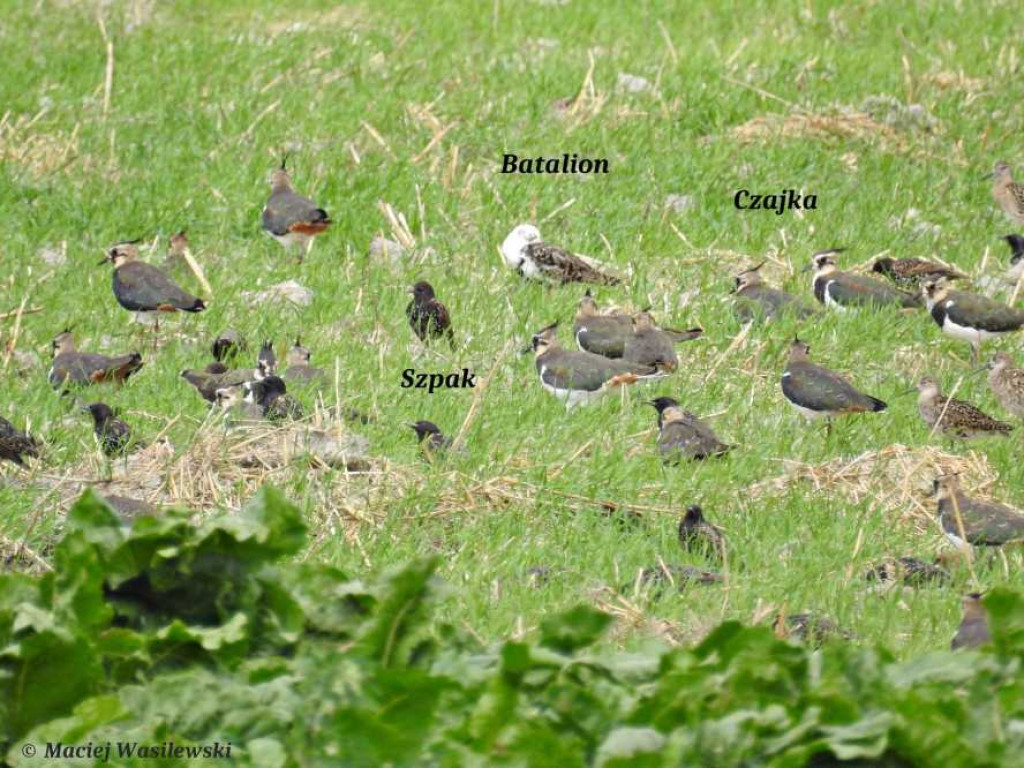 Flora i fauna za Cukrownią Werbkowice [ZDJĘCIA]