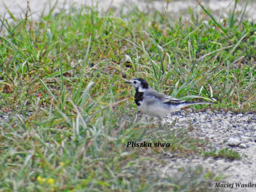 Flora i fauna za Cukrownią Werbkowice [ZDJĘCIA]