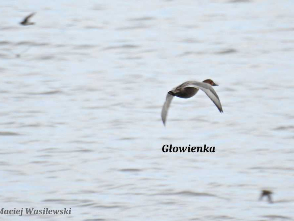 Flora i fauna za Cukrownią Werbkowice [ZDJĘCIA]