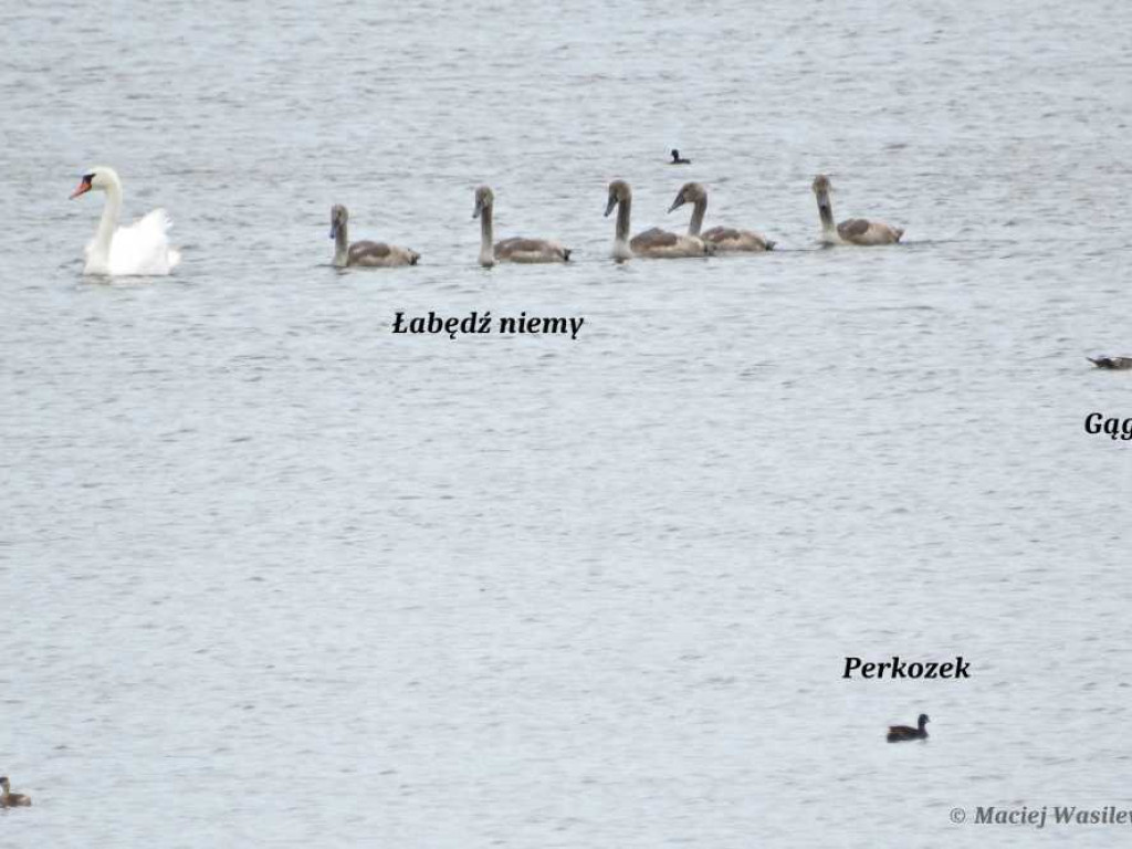 Flora i fauna za Cukrownią Werbkowice [ZDJĘCIA]