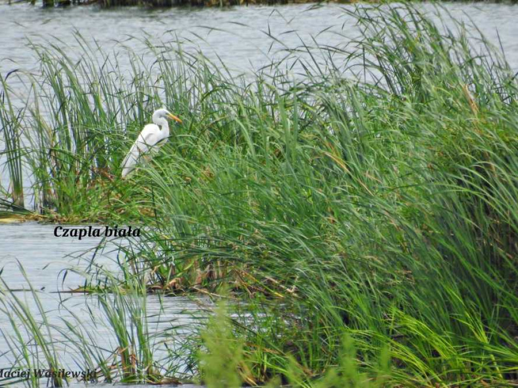 Flora i fauna za Cukrownią Werbkowice [ZDJĘCIA]