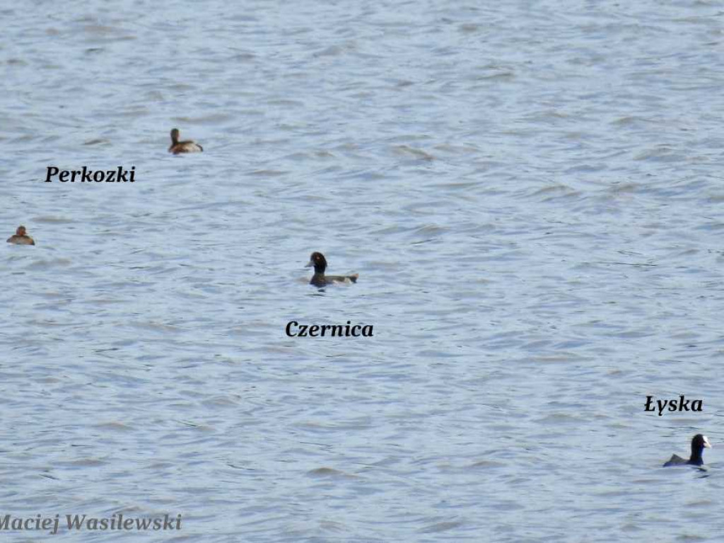 Flora i fauna za Cukrownią Werbkowice [ZDJĘCIA]
