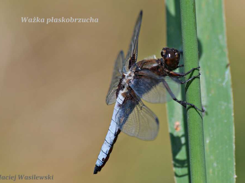 Flora i fauna za Cukrownią Werbkowice [ZDJĘCIA]
