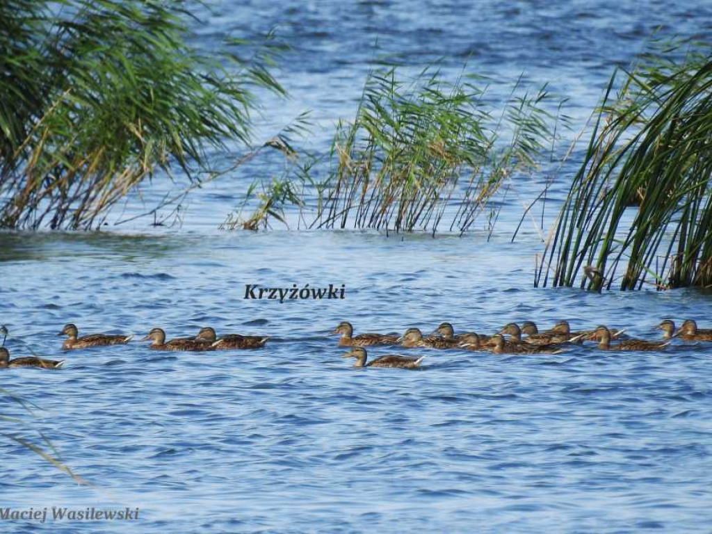 Flora i fauna za Cukrownią Werbkowice [ZDJĘCIA]