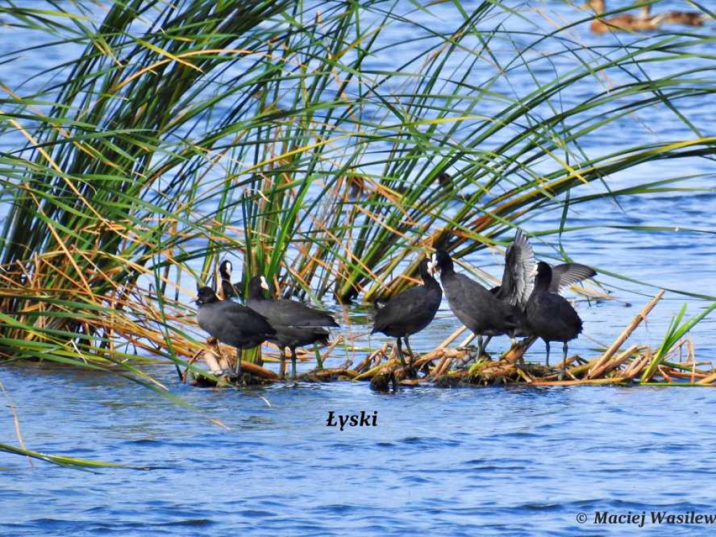 Flora i fauna za Cukrownią Werbkowice [ZDJĘCIA]