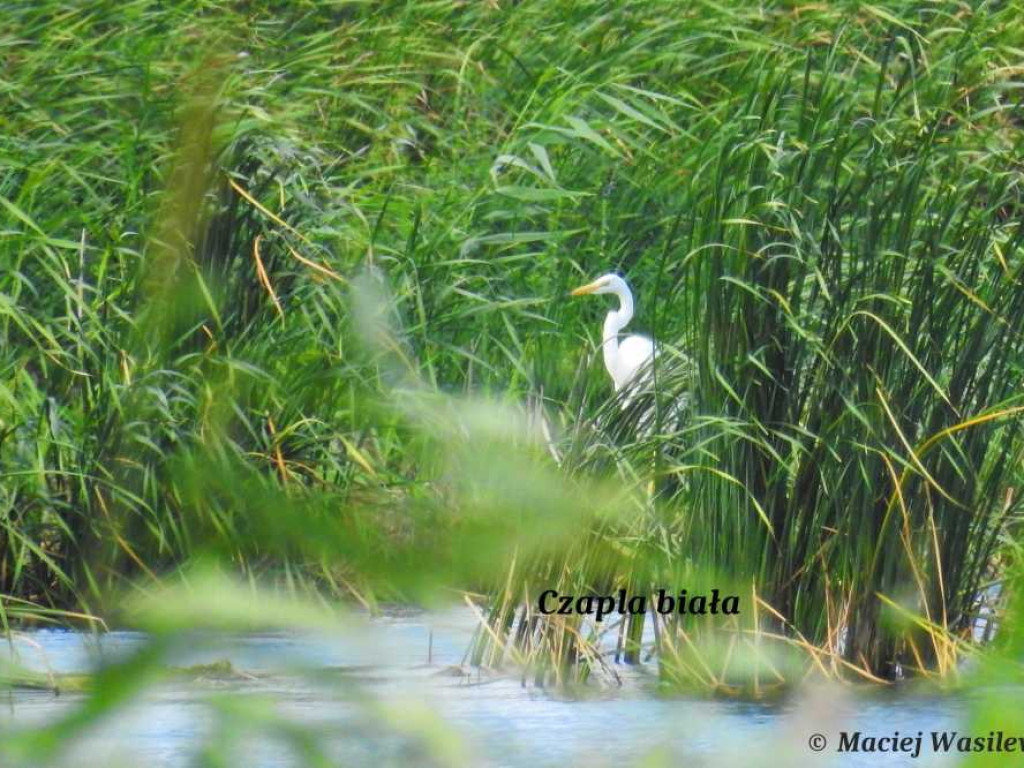 Flora i fauna za Cukrownią Werbkowice [ZDJĘCIA]