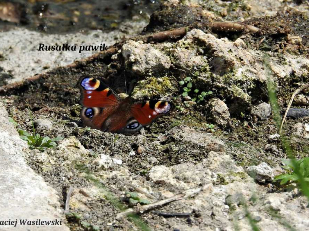 Flora i fauna za Cukrownią Werbkowice [ZDJĘCIA]