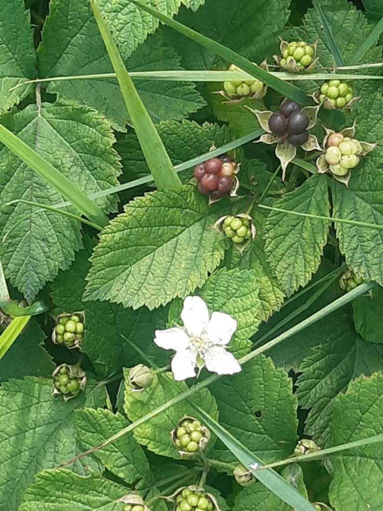Flora i fauna za Cukrownią Werbkowice [ZDJĘCIA]