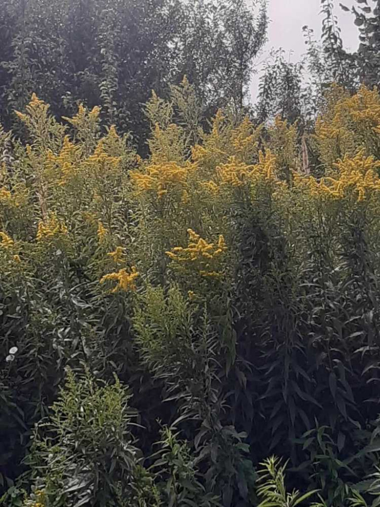 Flora i fauna za Cukrownią Werbkowice [ZDJĘCIA]