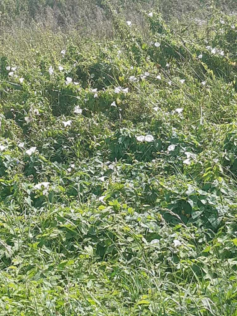 Flora i fauna za Cukrownią Werbkowice [ZDJĘCIA]