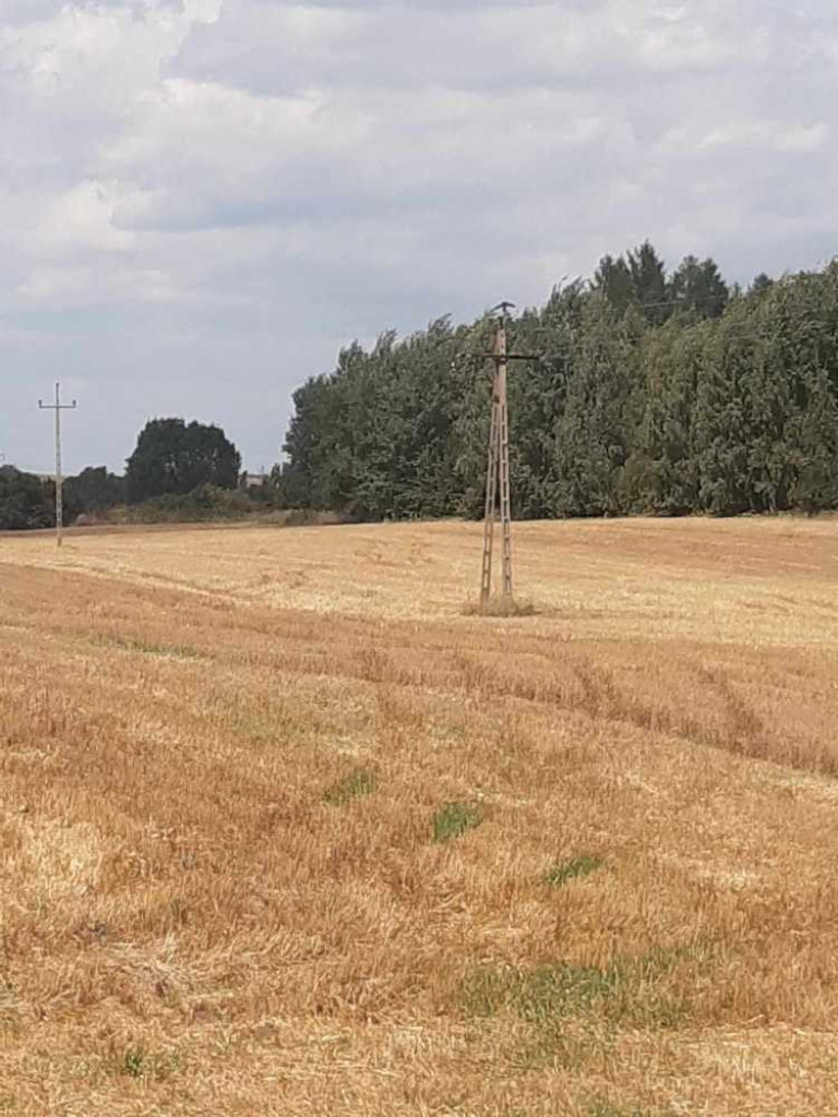 Flora i fauna za Cukrownią Werbkowice [ZDJĘCIA]