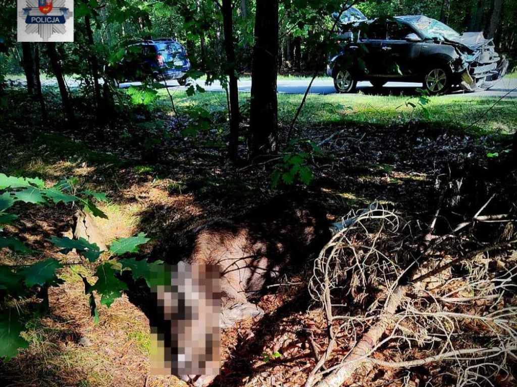 Groźne zderzenia z łosiami. Uważajmy na dzikie zwierzęta [ZDJĘCIA]