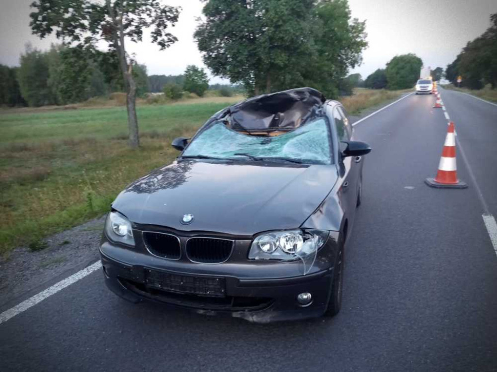 Groźne zderzenia z łosiami. Uważajmy na dzikie zwierzęta [ZDJĘCIA]