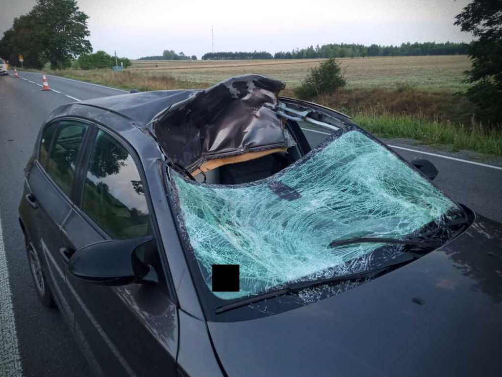 Groźne zderzenia z łosiami. Uważajmy na dzikie zwierzęta [ZDJĘCIA]