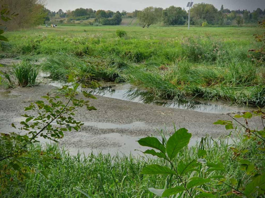 Hrubieszów: Mało wody w Huczwie [ZDJĘCIA]