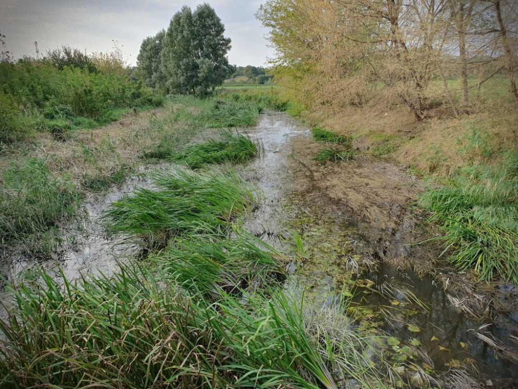 Hrubieszów: Mało wody w Huczwie [ZDJĘCIA]