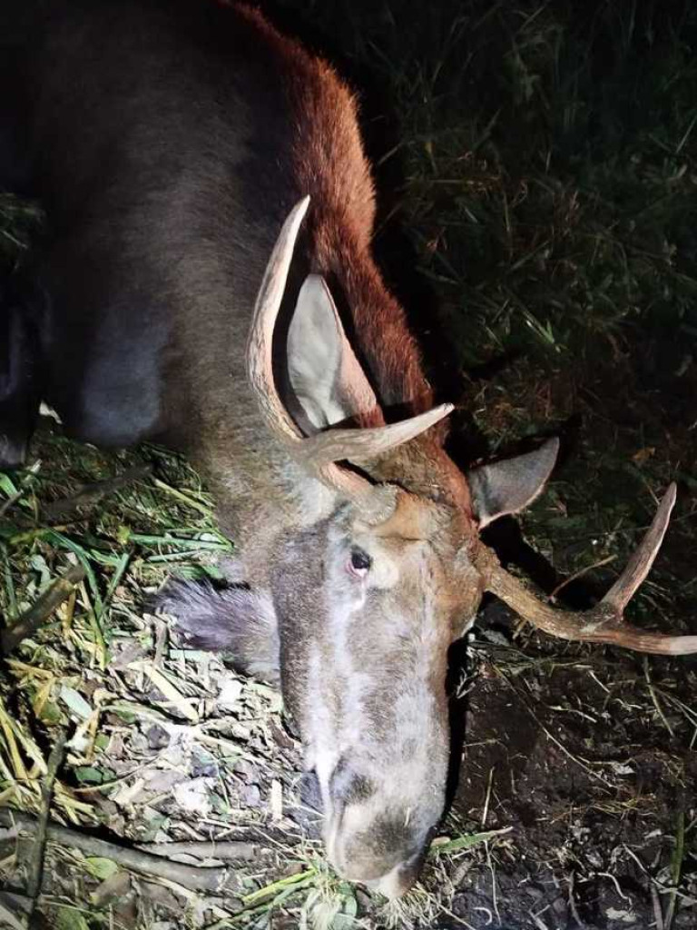 Pomogli łosiowi. Nietypowa interwencja w Honiatyczkach [ZDJĘCIA]