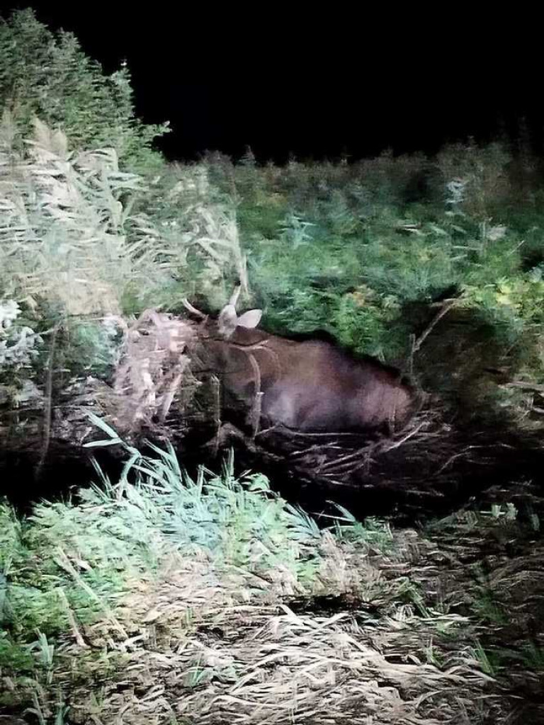 Pomogli łosiowi. Nietypowa interwencja w Honiatyczkach [ZDJĘCIA]