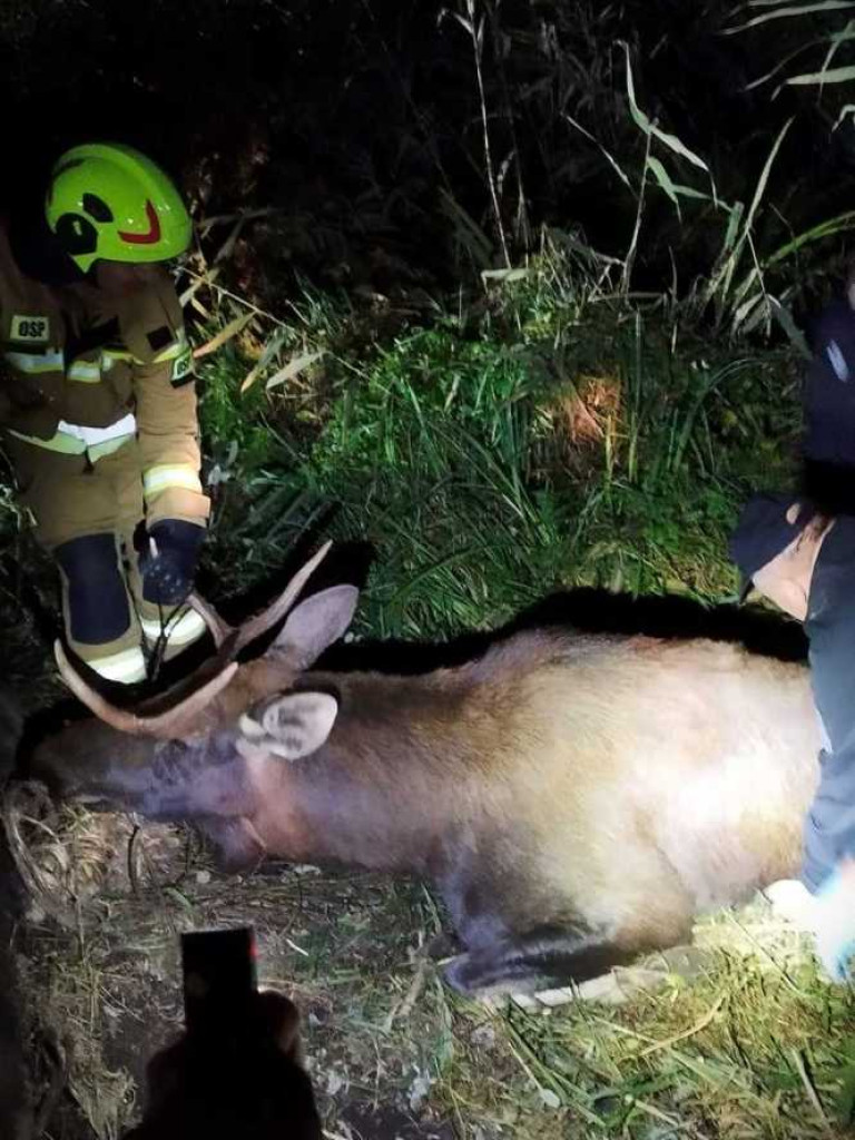 Pomogli łosiowi. Nietypowa interwencja w Honiatyczkach [ZDJĘCIA]