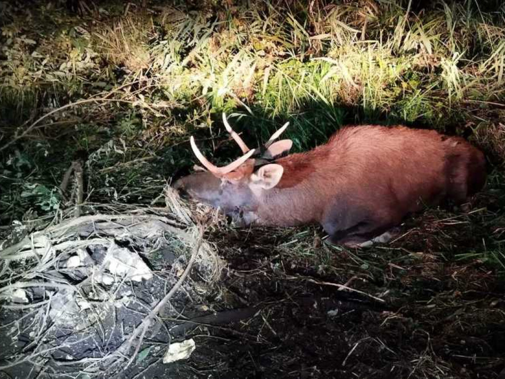 Pomogli łosiowi. Nietypowa interwencja w Honiatyczkach [ZDJĘCIA]