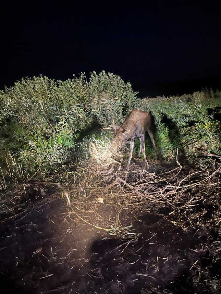 Pomogli łosiowi. Nietypowa interwencja w Honiatyczkach [ZDJĘCIA]