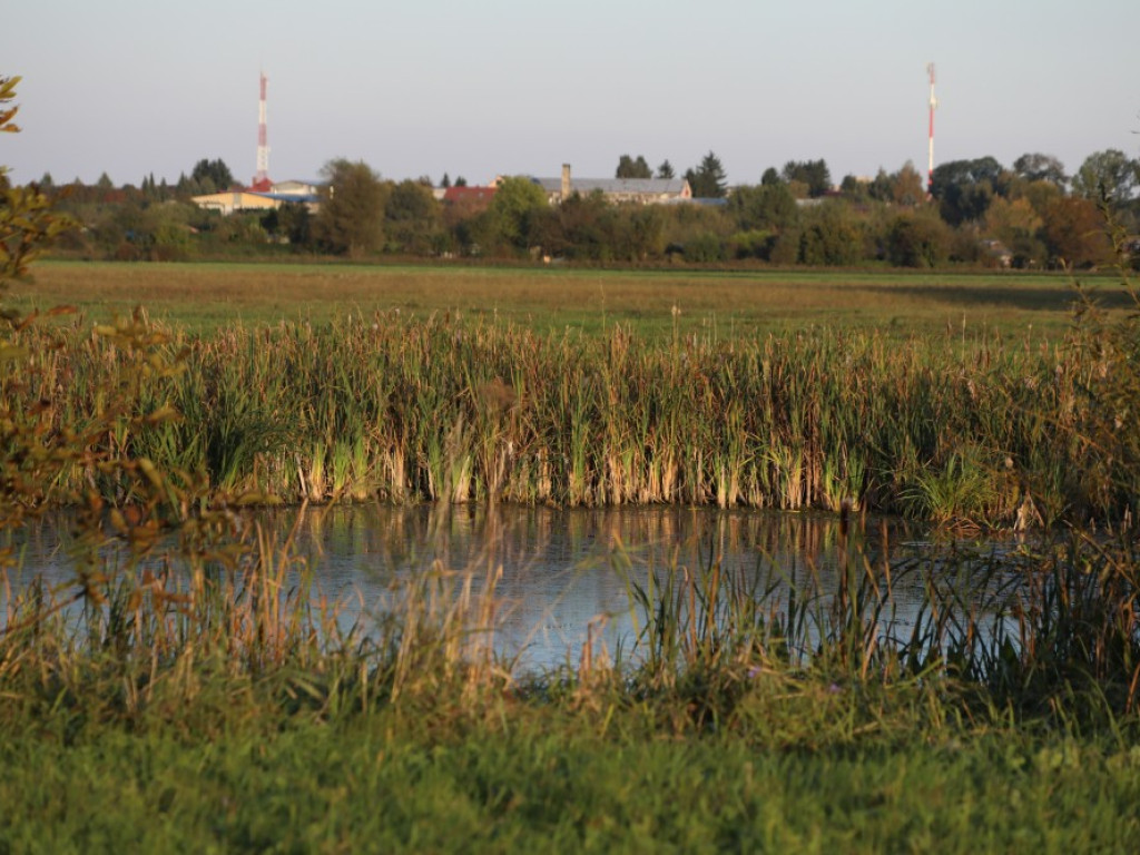 Gdzieś w Hrubieszowie... Łąki nad Huczwą [ZDJĘCIA]
