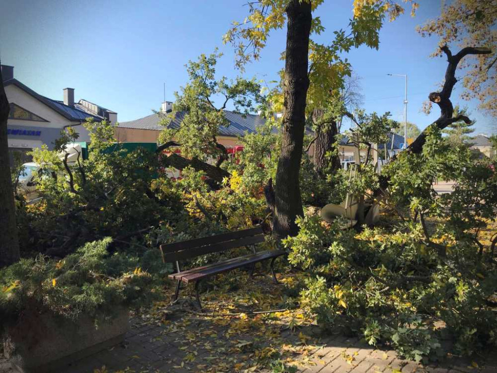 Hrubieszów: Runął zabytkowy dąb Wiktor [ZDJĘCIA]