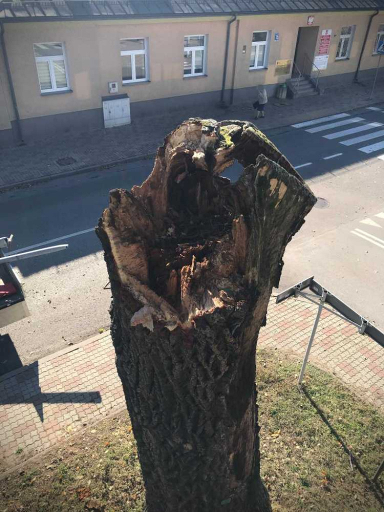Hrubieszów: Runął zabytkowy dąb Wiktor [ZDJĘCIA]