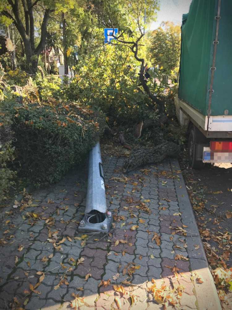 Hrubieszów: Runął zabytkowy dąb Wiktor [ZDJĘCIA]