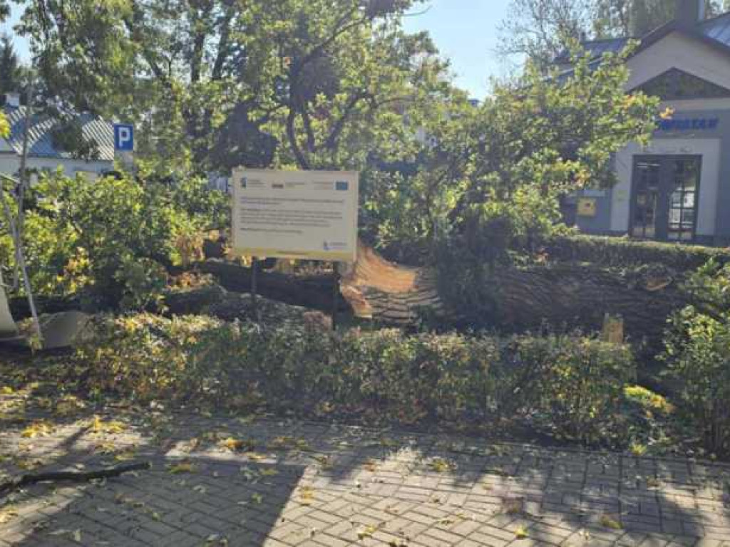 Hrubieszów: Runął zabytkowy dąb Wiktor [ZDJĘCIA]