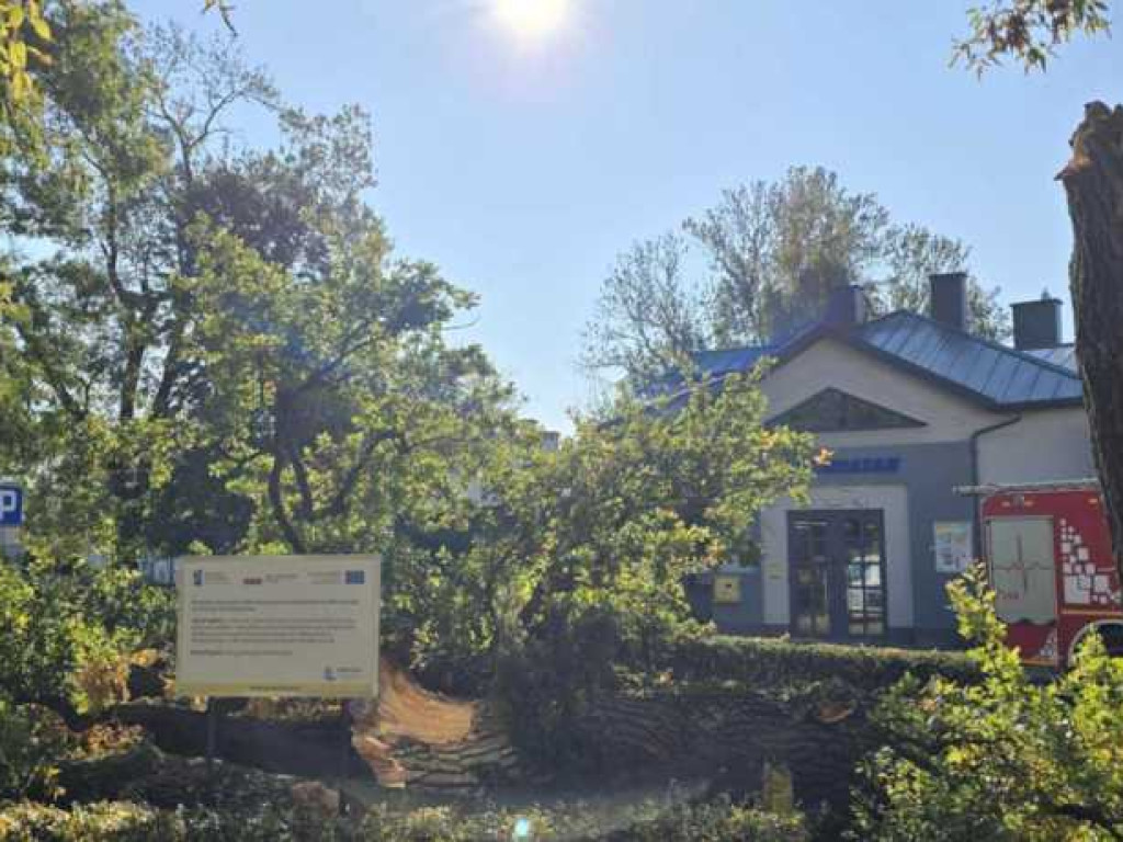 Hrubieszów: Runął zabytkowy dąb Wiktor [ZDJĘCIA]
