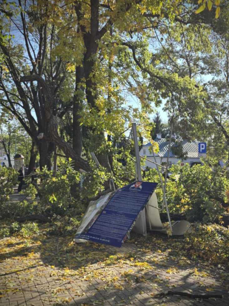 Hrubieszów: Runął zabytkowy dąb Wiktor [ZDJĘCIA]