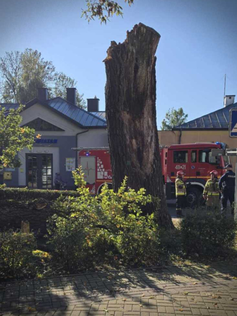 Hrubieszów: Runął zabytkowy dąb Wiktor [ZDJĘCIA]