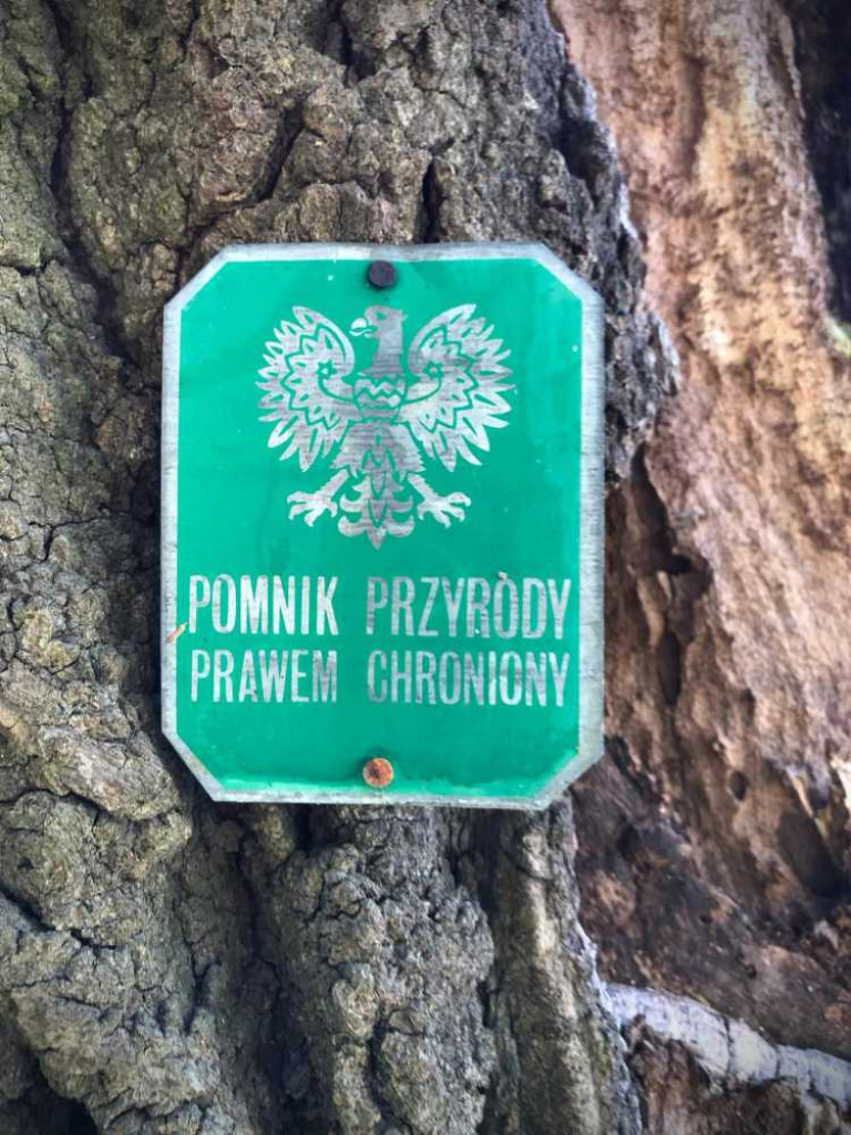 Hrubieszów: Runął zabytkowy dąb Wiktor [ZDJĘCIA]