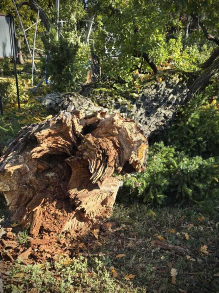 Hrubieszów: Runął zabytkowy dąb Wiktor [ZDJĘCIA]