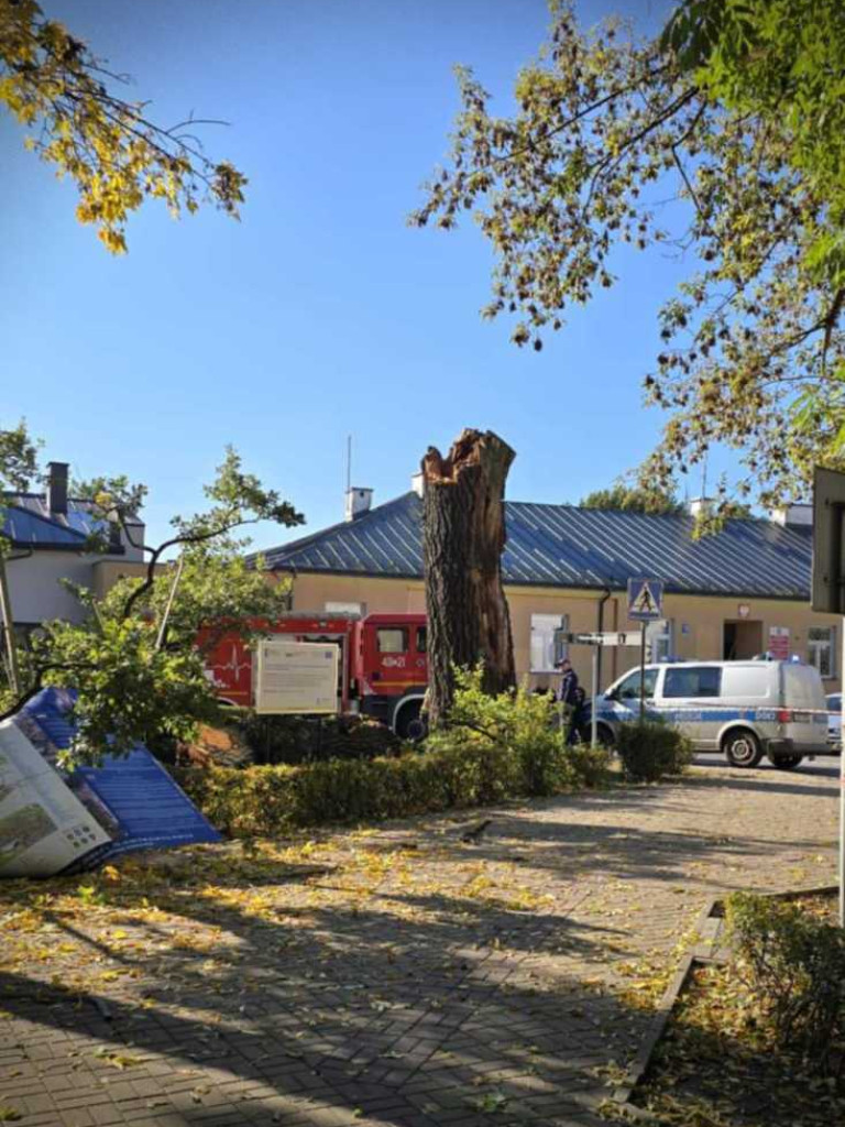 Hrubieszów: Runął zabytkowy dąb Wiktor [ZDJĘCIA]