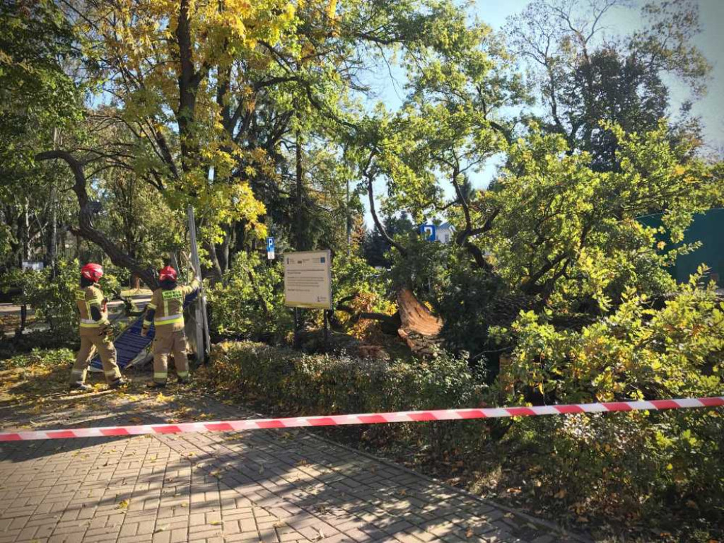 Hrubieszów: Runął zabytkowy dąb Wiktor [ZDJĘCIA]